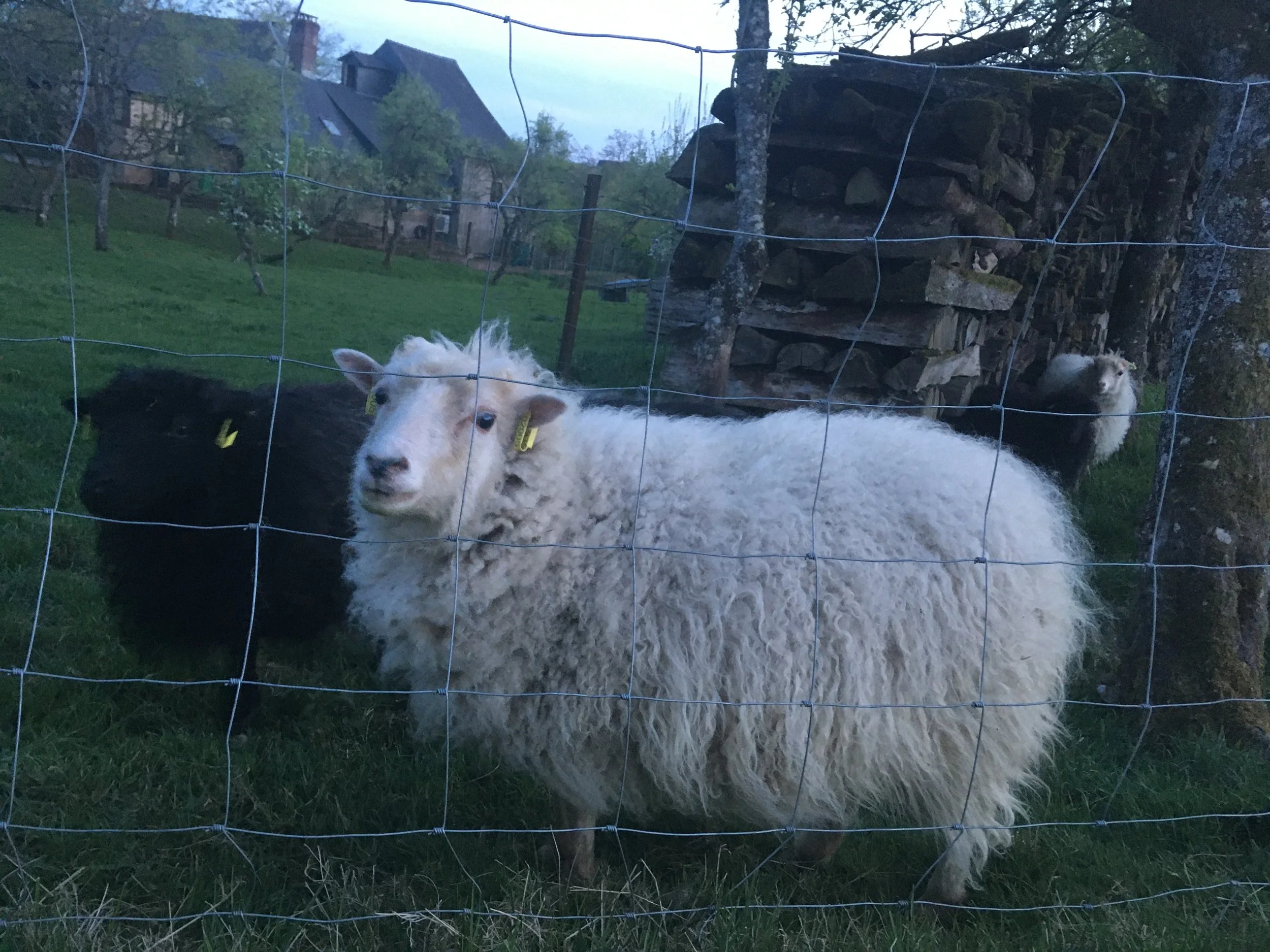 Three Ouessant sheep standing behind a wire fence in a grassy yard with trees and a house in the background.