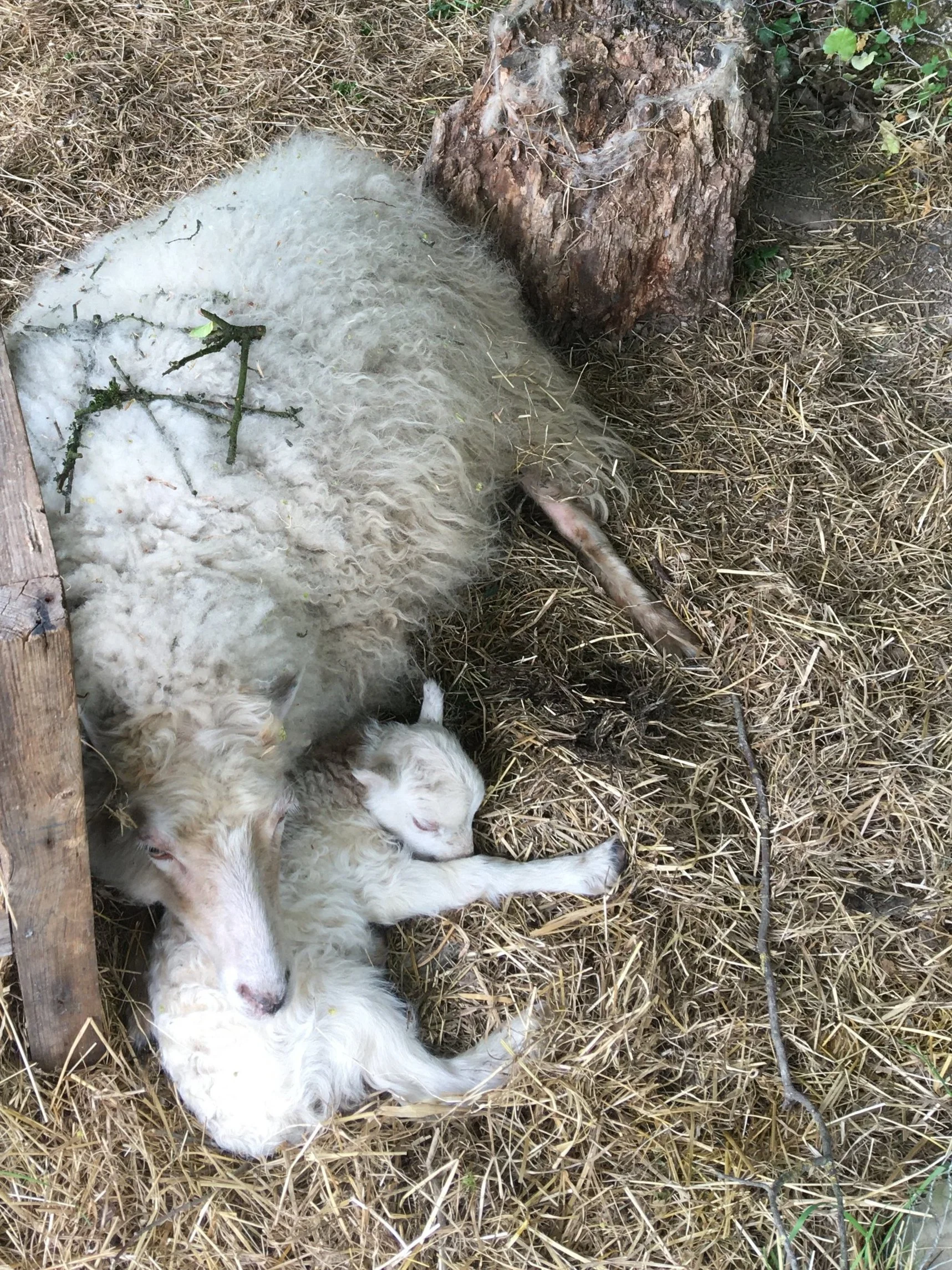 A sheep lying on hay with a lamb nursing it, next to a tree trunk and some wooden planks.