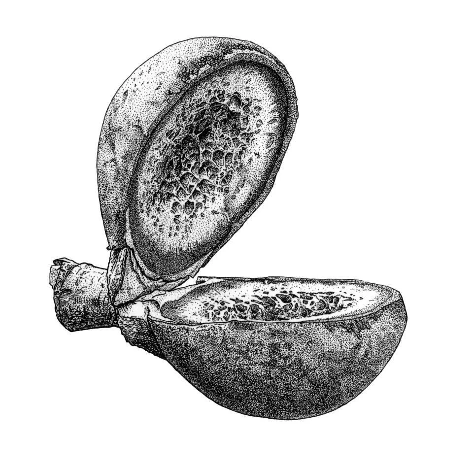 Wissenschaftliche Illustration
