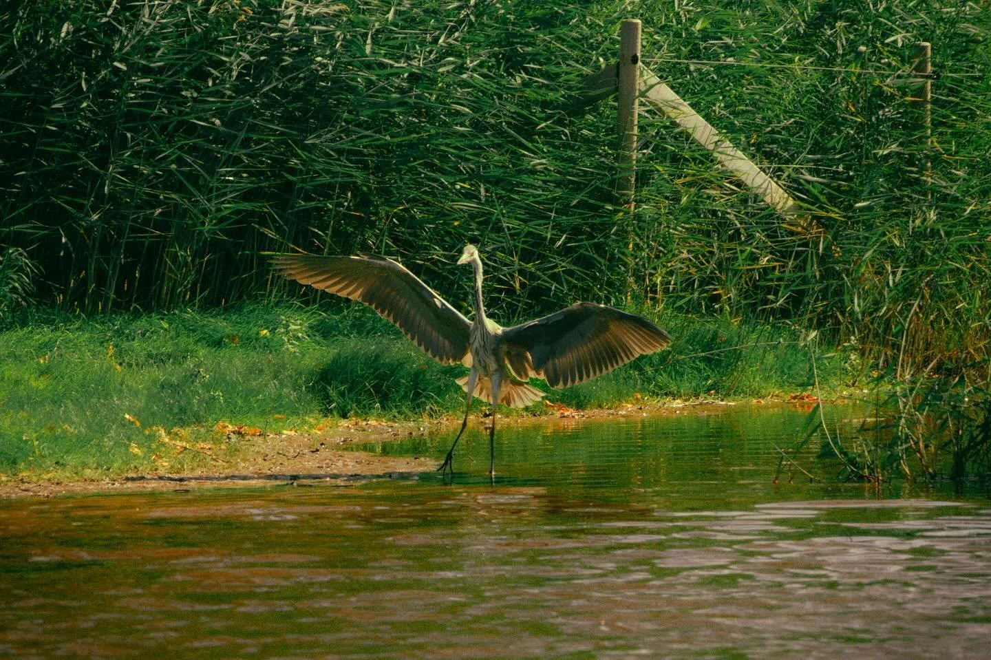 📷Sony a7iv

#sonyalpha
#sonya7iv
#sonyphotography
#amateurphotography
#amateurphotographer 
#photolove 
#photographersofinstagram 
#photographylovers