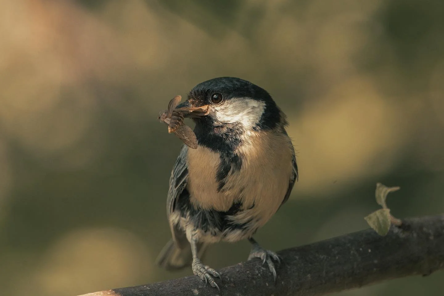 📷Sony a7iv

#sonyalpha
#sonya7iv
#sonyphotography
#amateurphotography
#amateurphotographer 
#photolove 
#photographersofinstagram 
#photographylovers