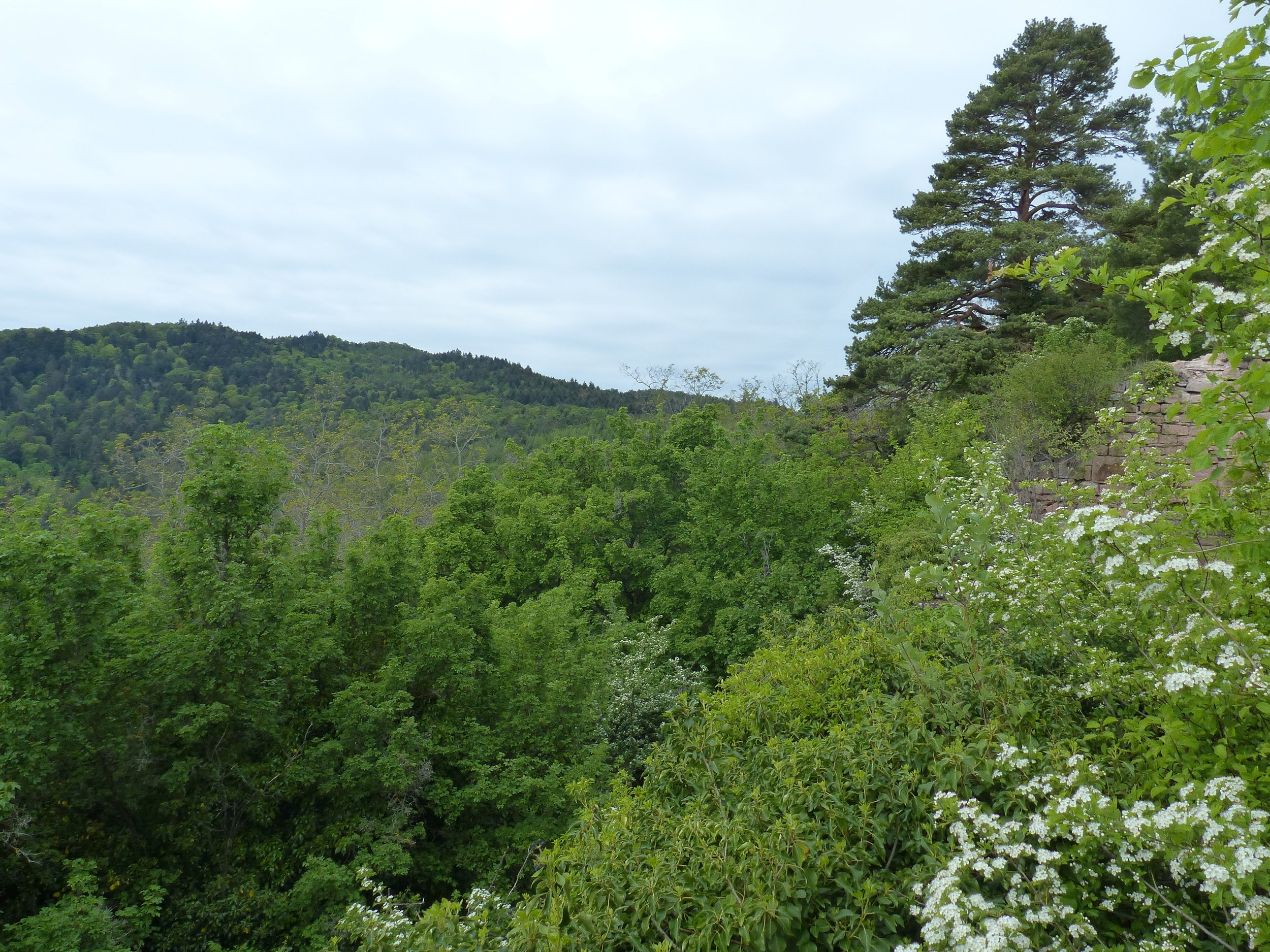 P1100983.jpg