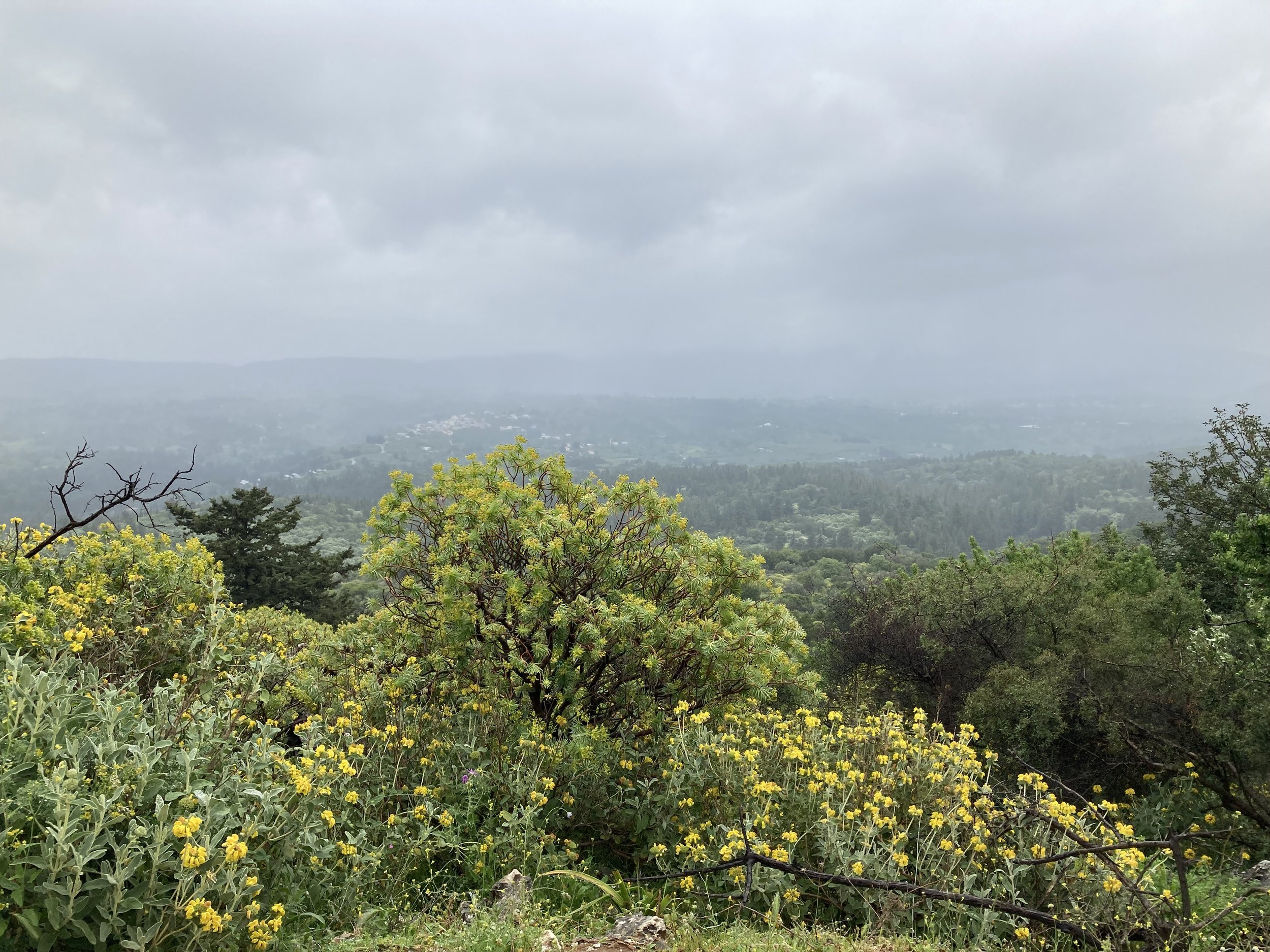 IMG_4359.jpeg