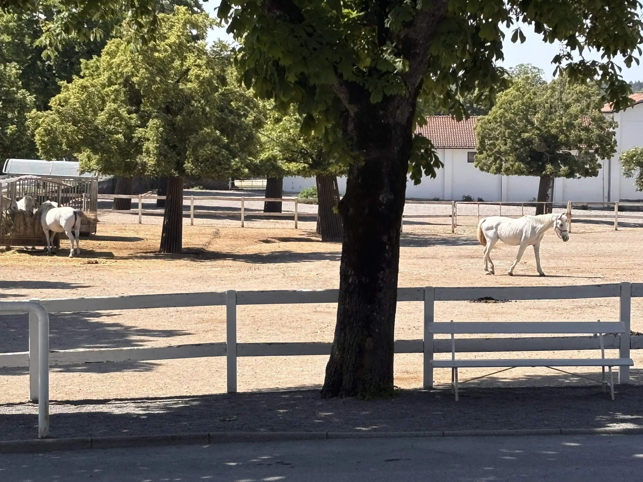 IMG_8478.jpeg