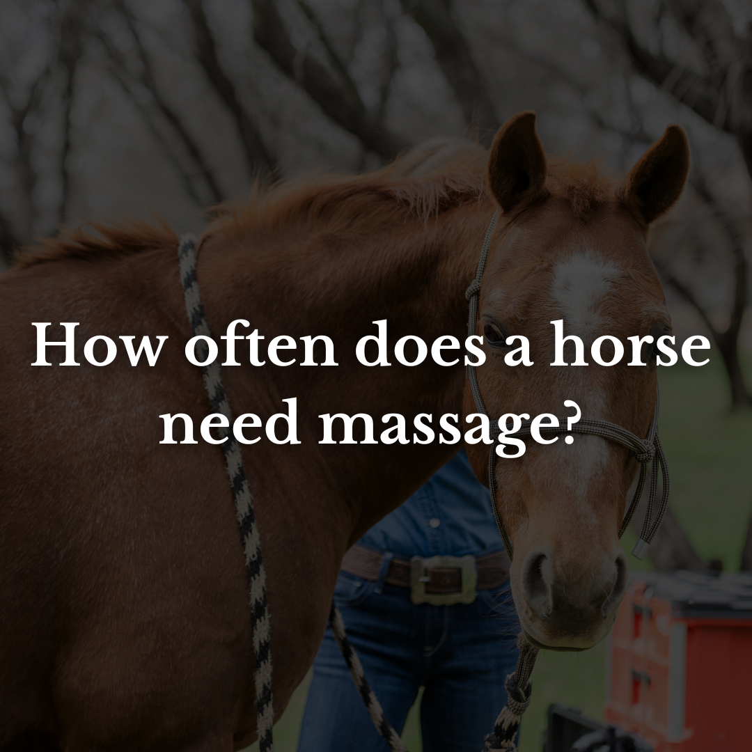 How often does a horse need massage?