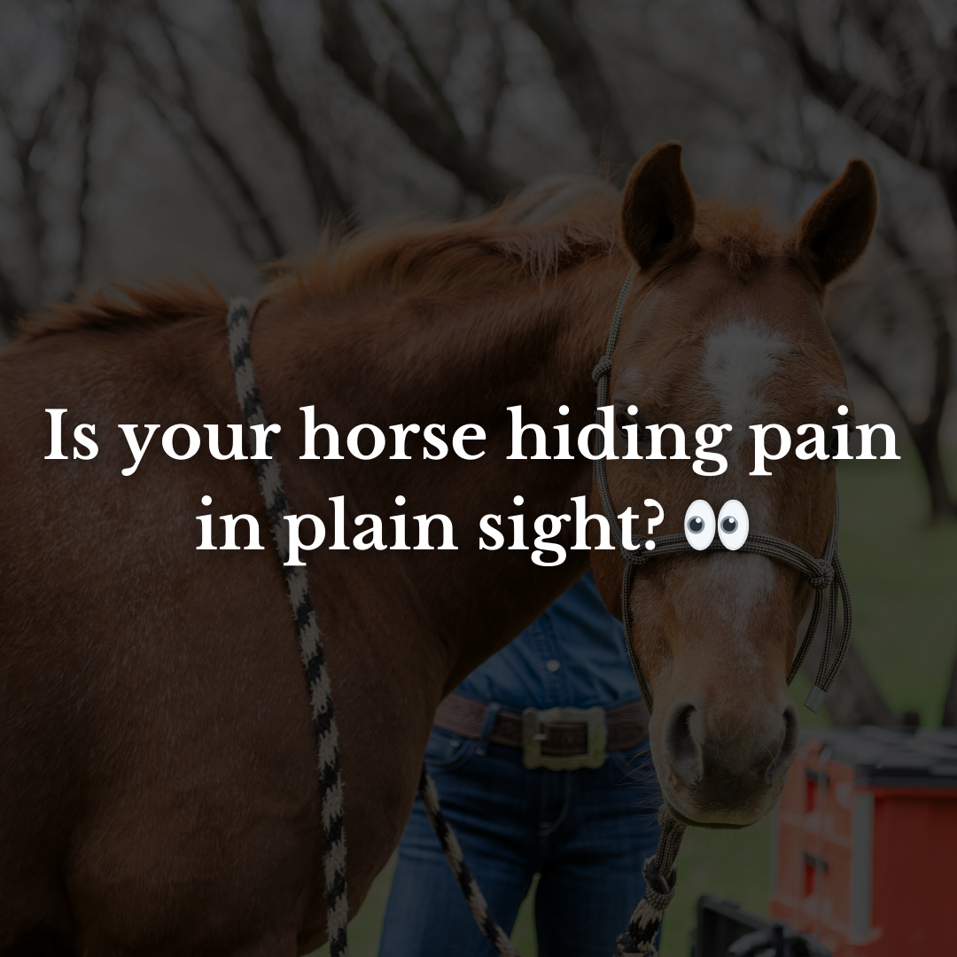 Is your horse hiding pain in plain sight? 👀