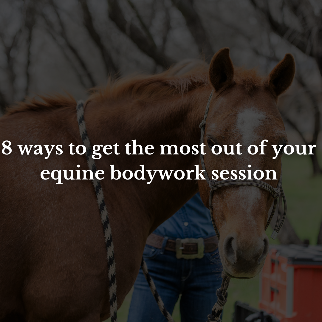 8 ways to get the most out of your equine bodywork session