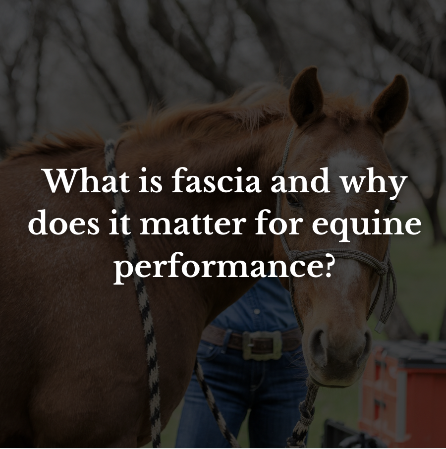 What is fascia and why does it matter for equine performance?