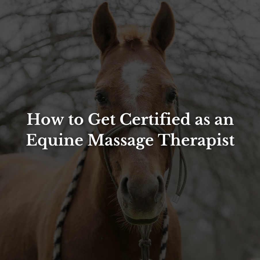 How to Get Certified as an Equine Massage Therapist: Top Programs and Requirements