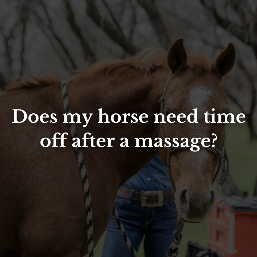 Does my horse need time off after a massage?