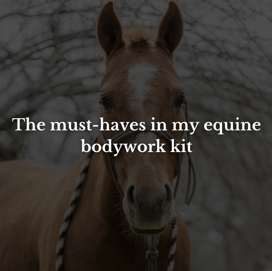 The must-haves in my equine bodywork kit