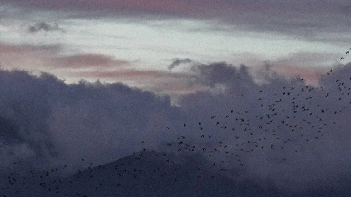 IMG_7506_with noise.jpg