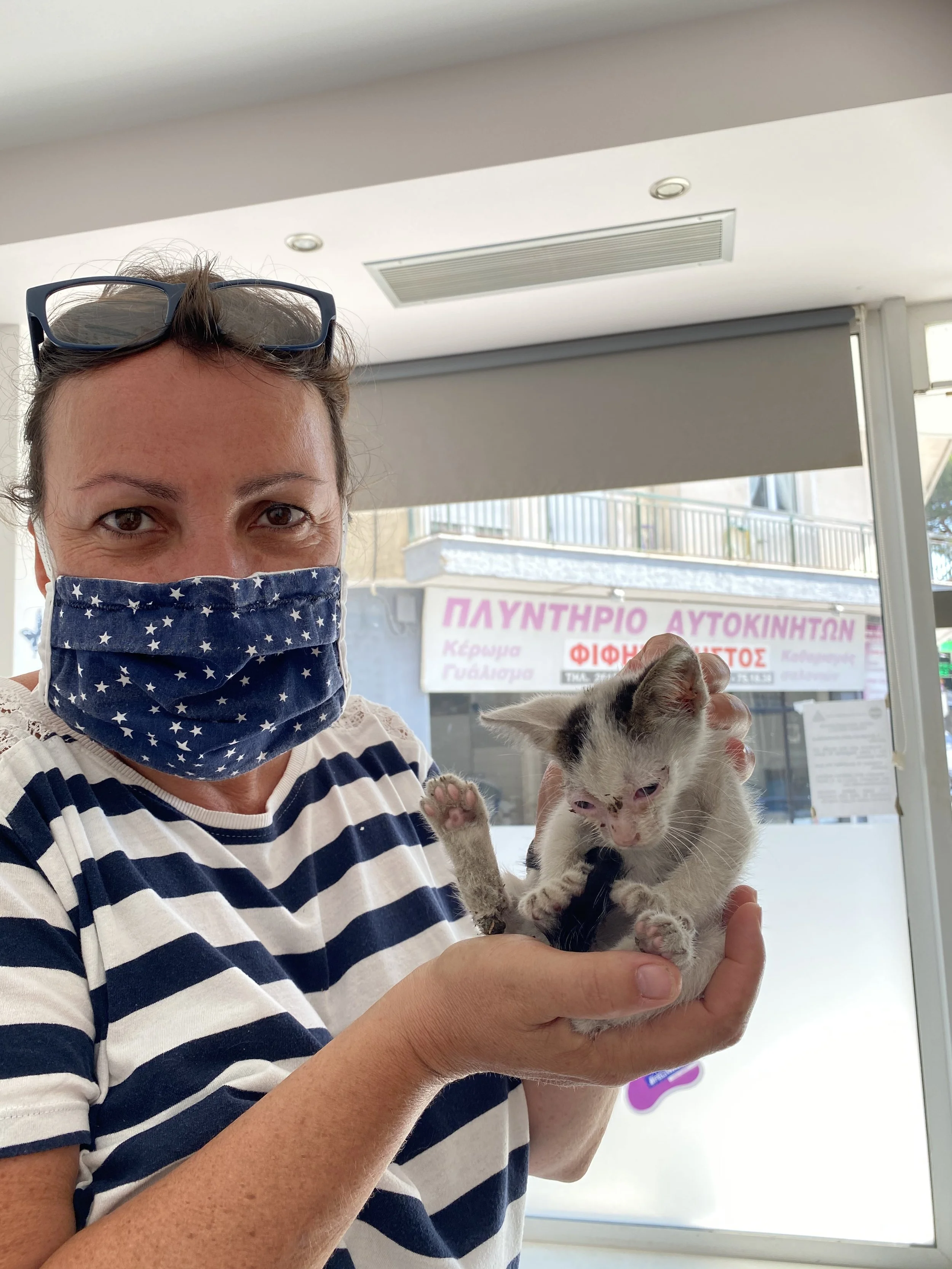 Katzen - Patras - Stefanie Hertel hilft e.V.