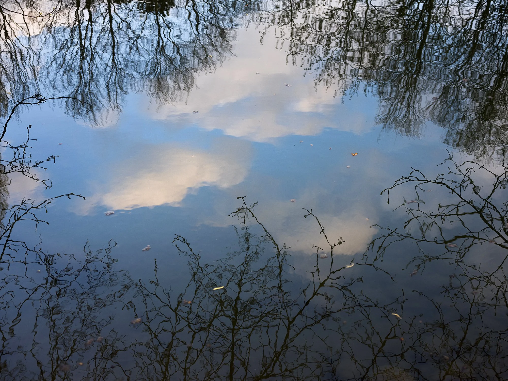 "Untamable", water and animals in the city, for the Photographic Biennal of Mulhouse, France