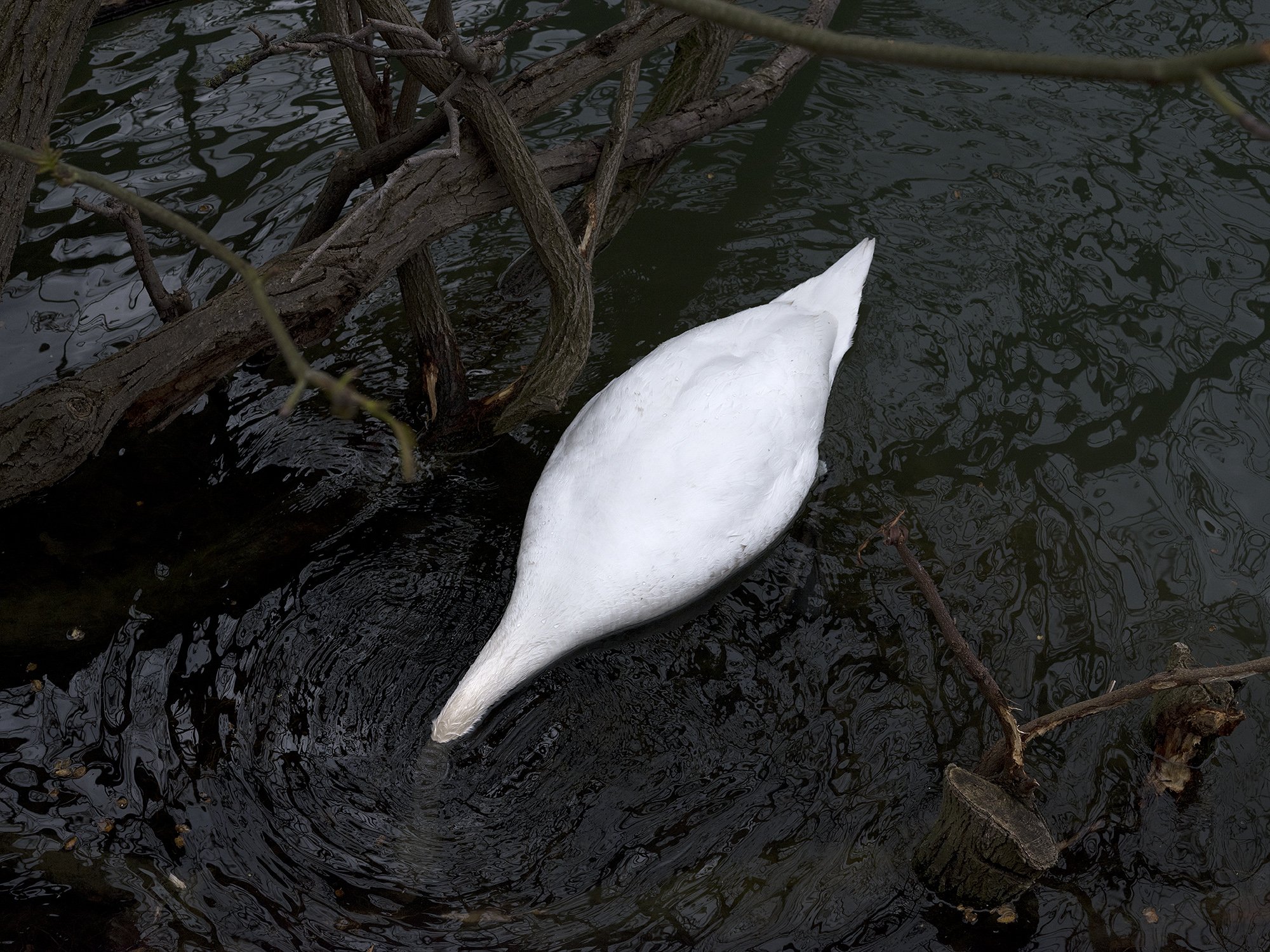 "Untamable", water and animals in the city, for the Photographic Biennal of Mulhouse, France