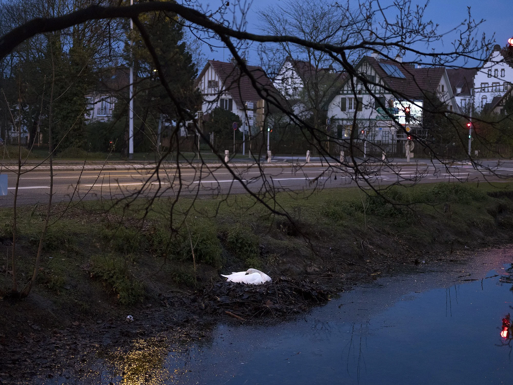 "Untamable", water and animals in the city, for the Photographic Biennal of Mulhouse, France