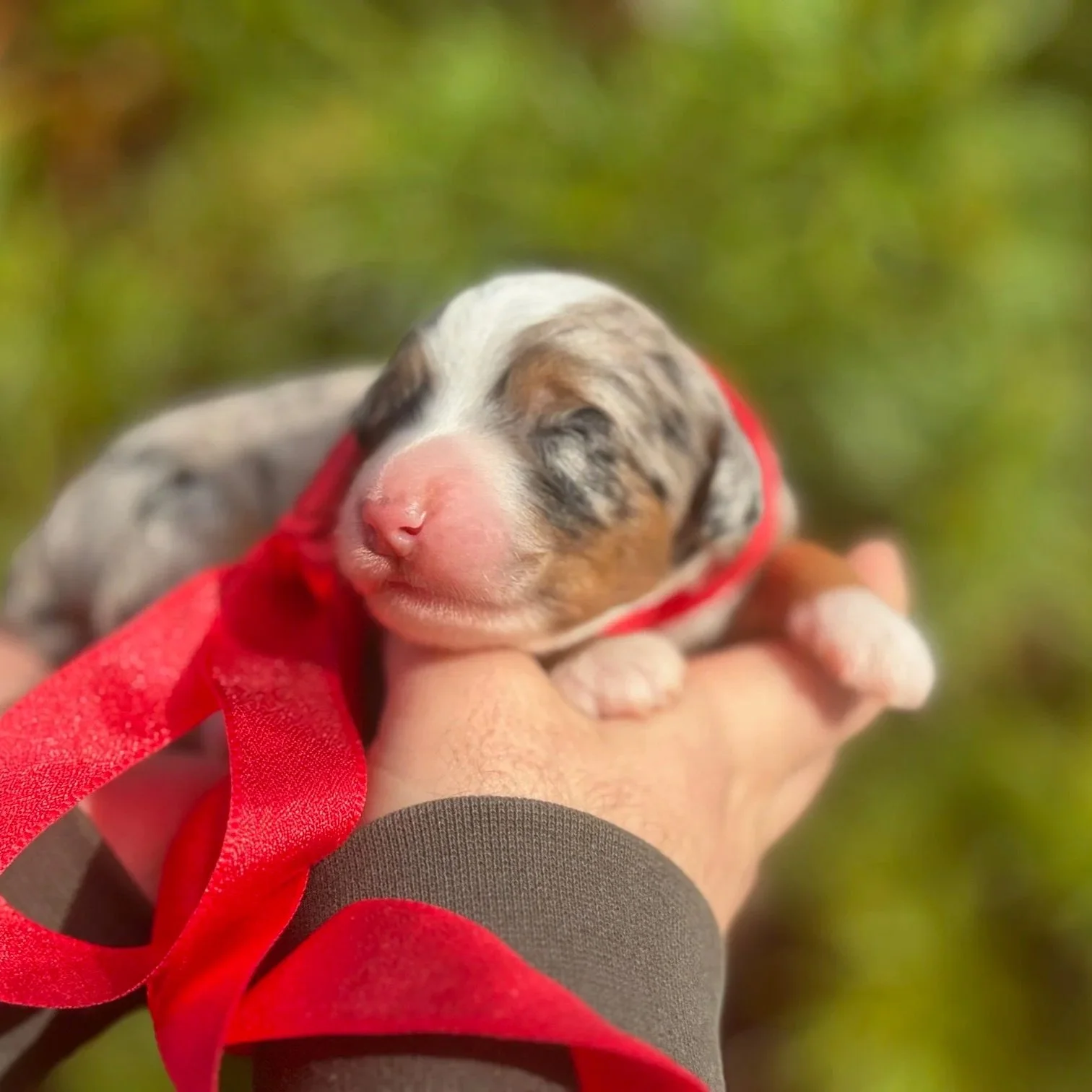 merle tri mini Australian Mountain doodle