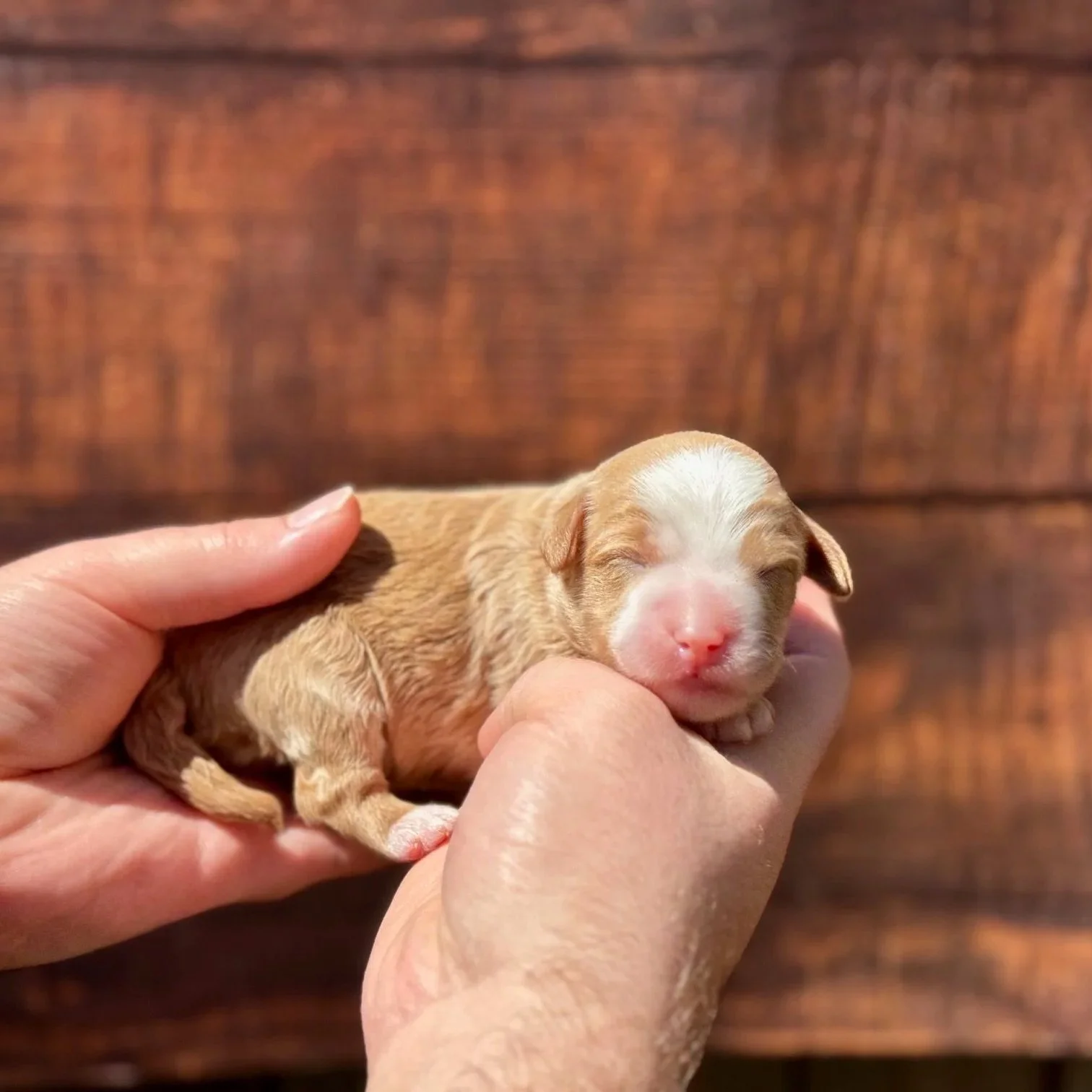 Aussie mountain doodle puppy