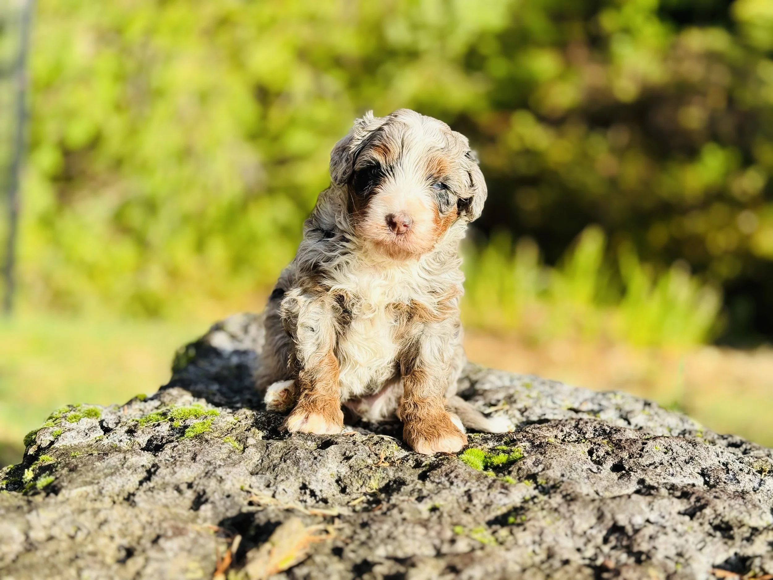 Merle tricolor aussie mountain doodle puppy on a rock