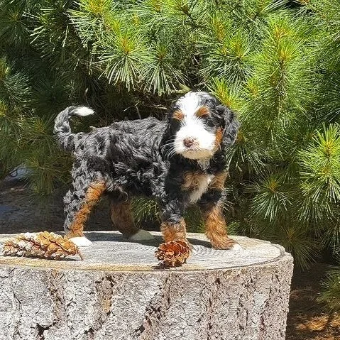 Blue Skye Doodles | Bernedoodles | Australian Mountain Doodles | Aussie Bernedoodles