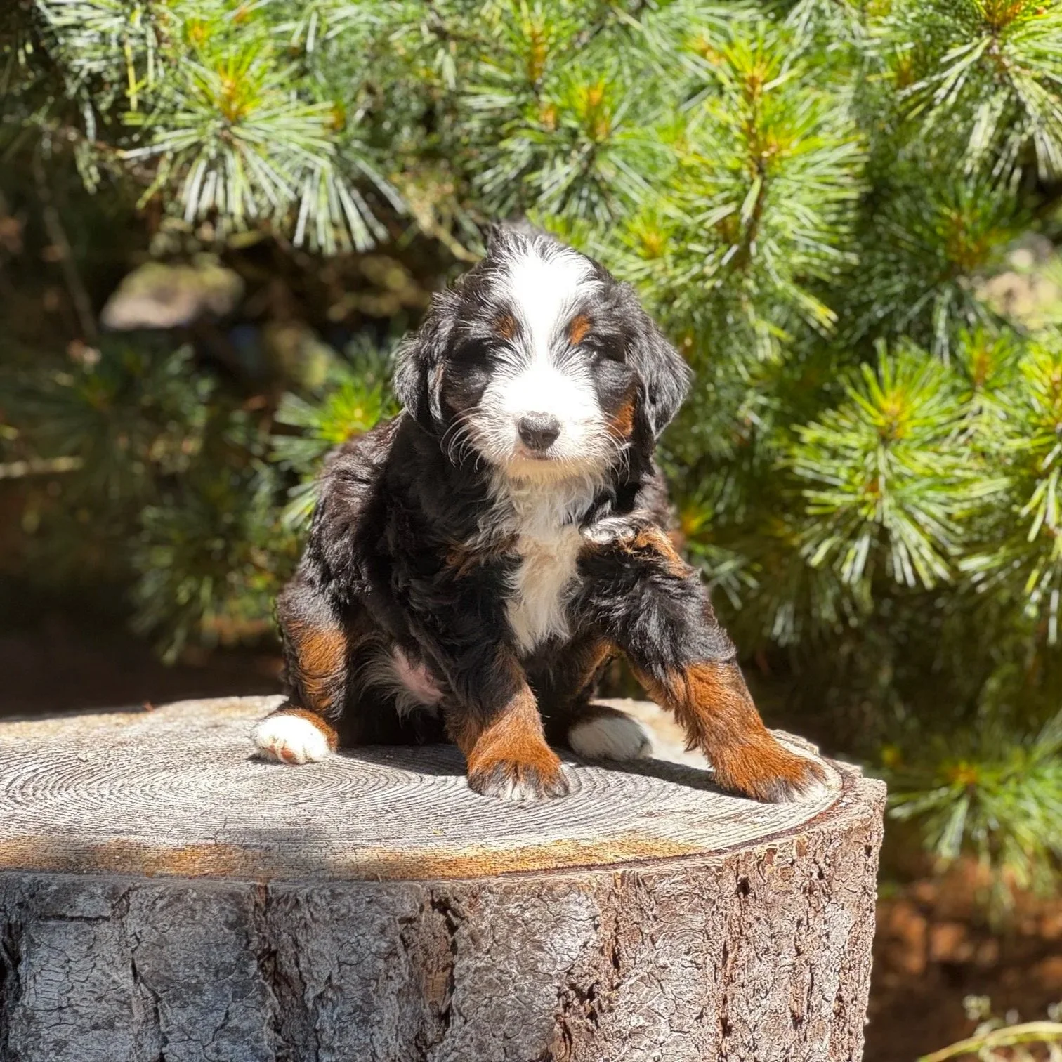 Blue Skye Doodles | Bernedoodles | Aussie Bernedoodles | Australian Mountain Doodles |  Black Tri Bernedoodle Puppy