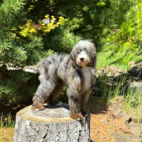 Gray and white curly-haired puppy standing on a tree stump outdoors near green bushes and grass.