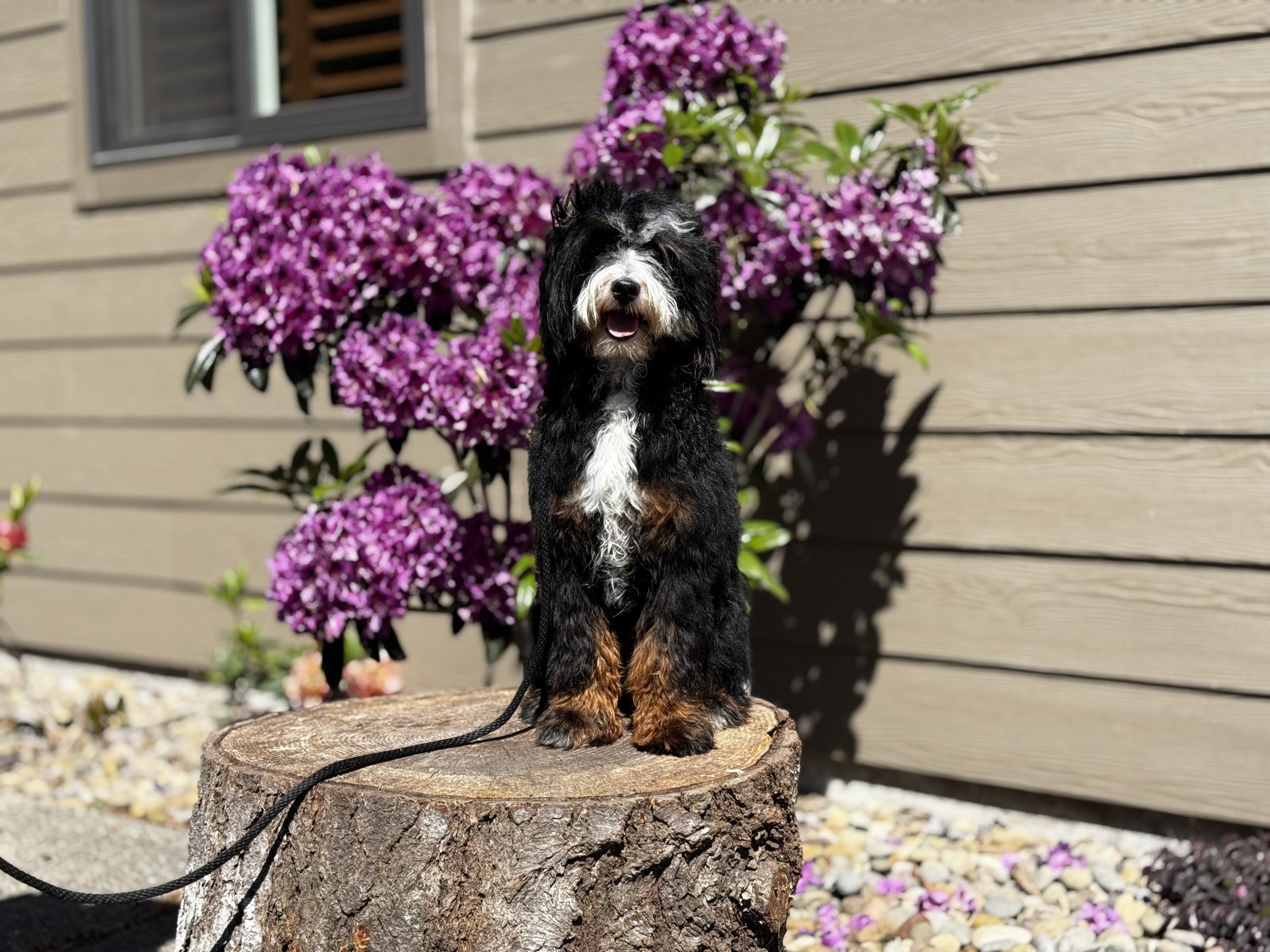 A black and white puppy with brown paws sitting on a tree stump in front of pink flowers and a wooden house wall.