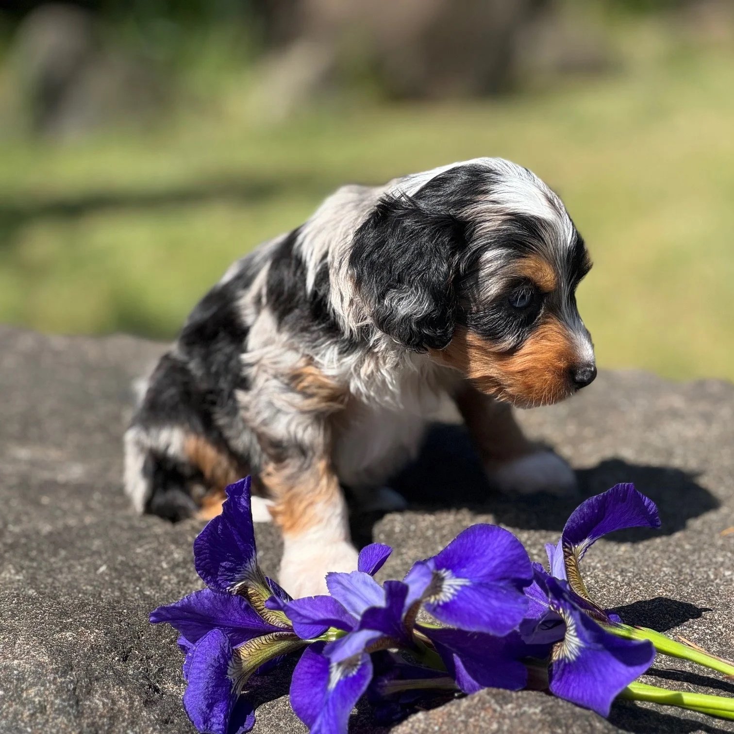 Blue Skye Doodles | Merle tricolor Australian Mountain Doodle
