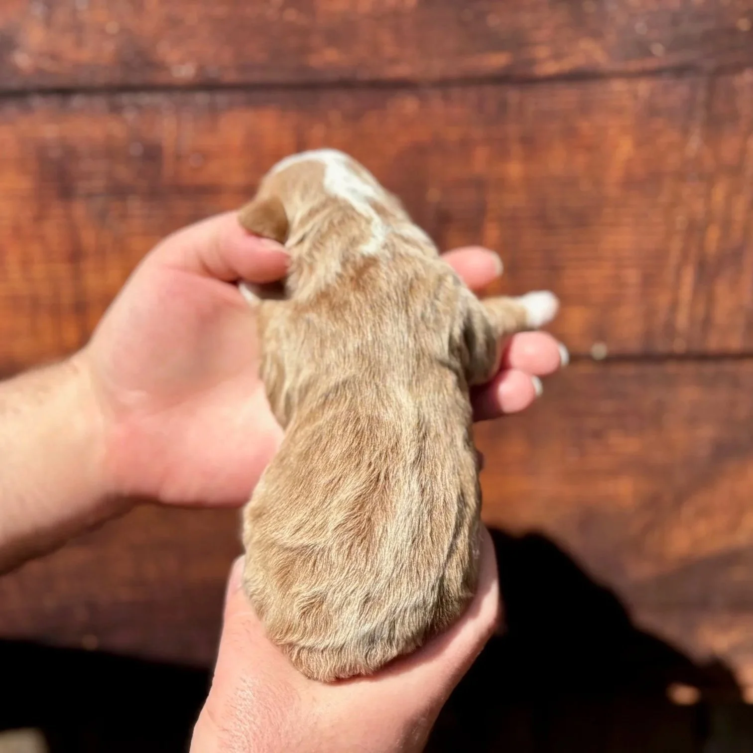 Red/Blonde Australian Mountain Doodle puppy