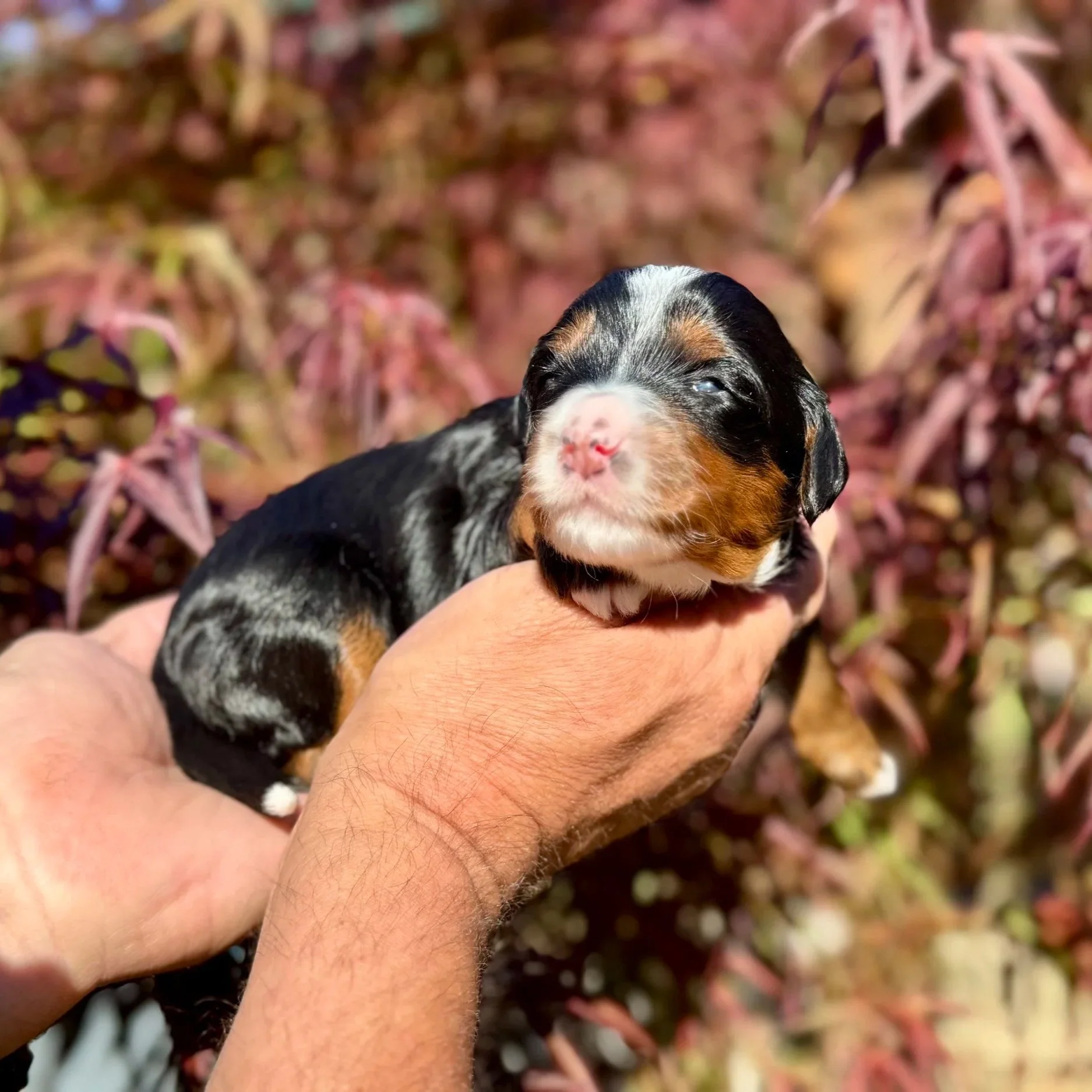 Blue Skye Doodles | Bernedoodles | Australian Mountain Doodles | Aussie Bernedoodles
