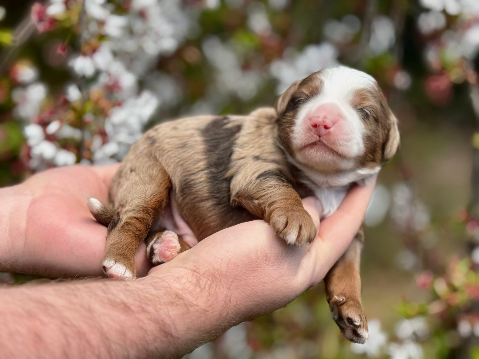 Blue Skye Doodles Chocolate Merle Tricolor
