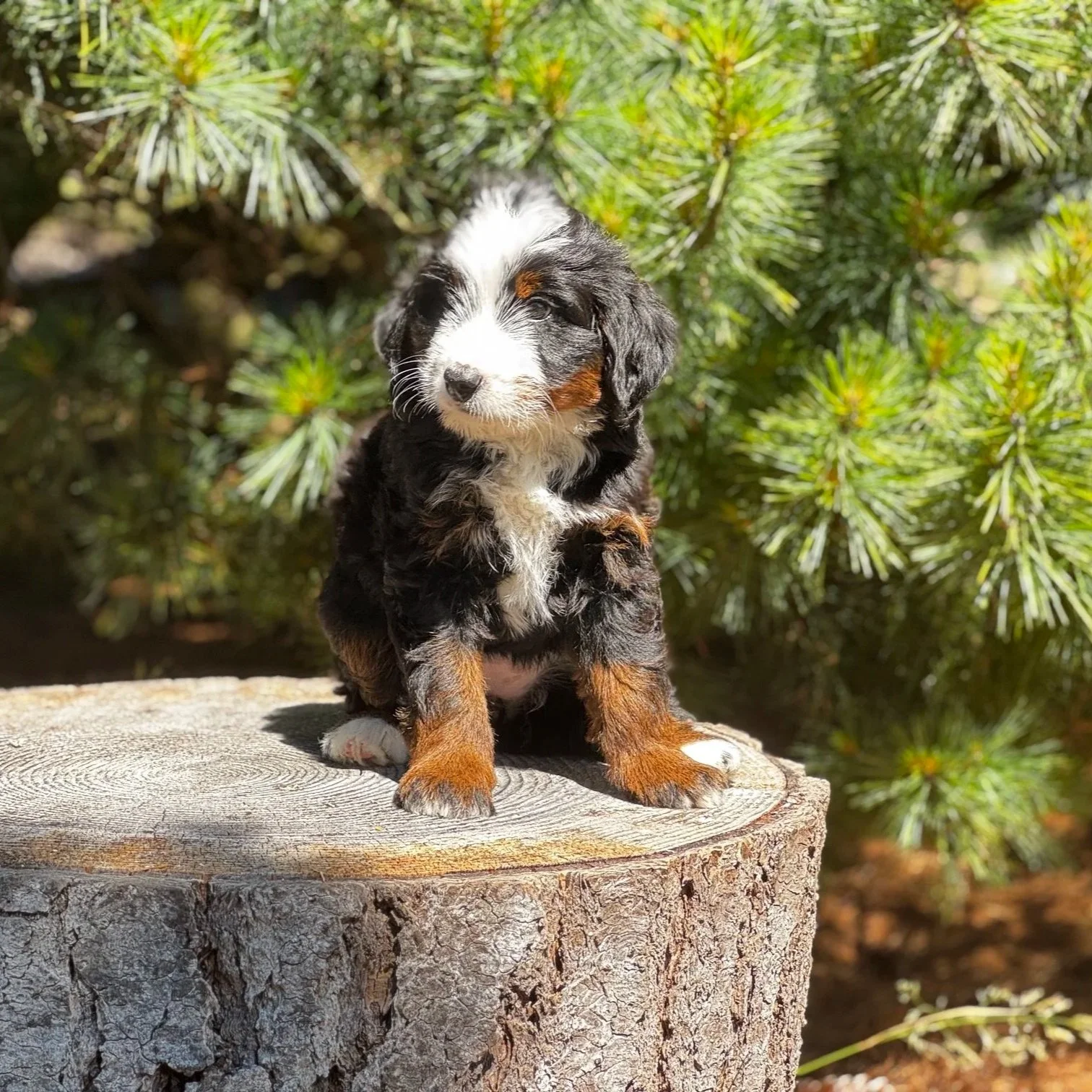 Blue Skye Doodles | Bernedoodles | Aussie Bernedoodles | Australian Mountain Doodles | Tricolor Bernedoodle