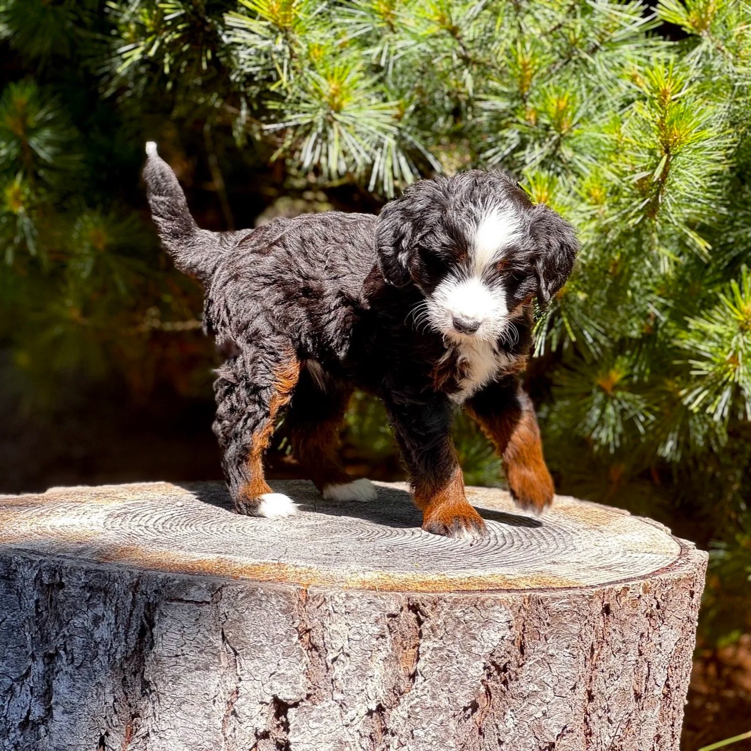 Blue Skye Doodles | Bernedoodles | Australian Mountain Doodles | Aussie Bernedoodles