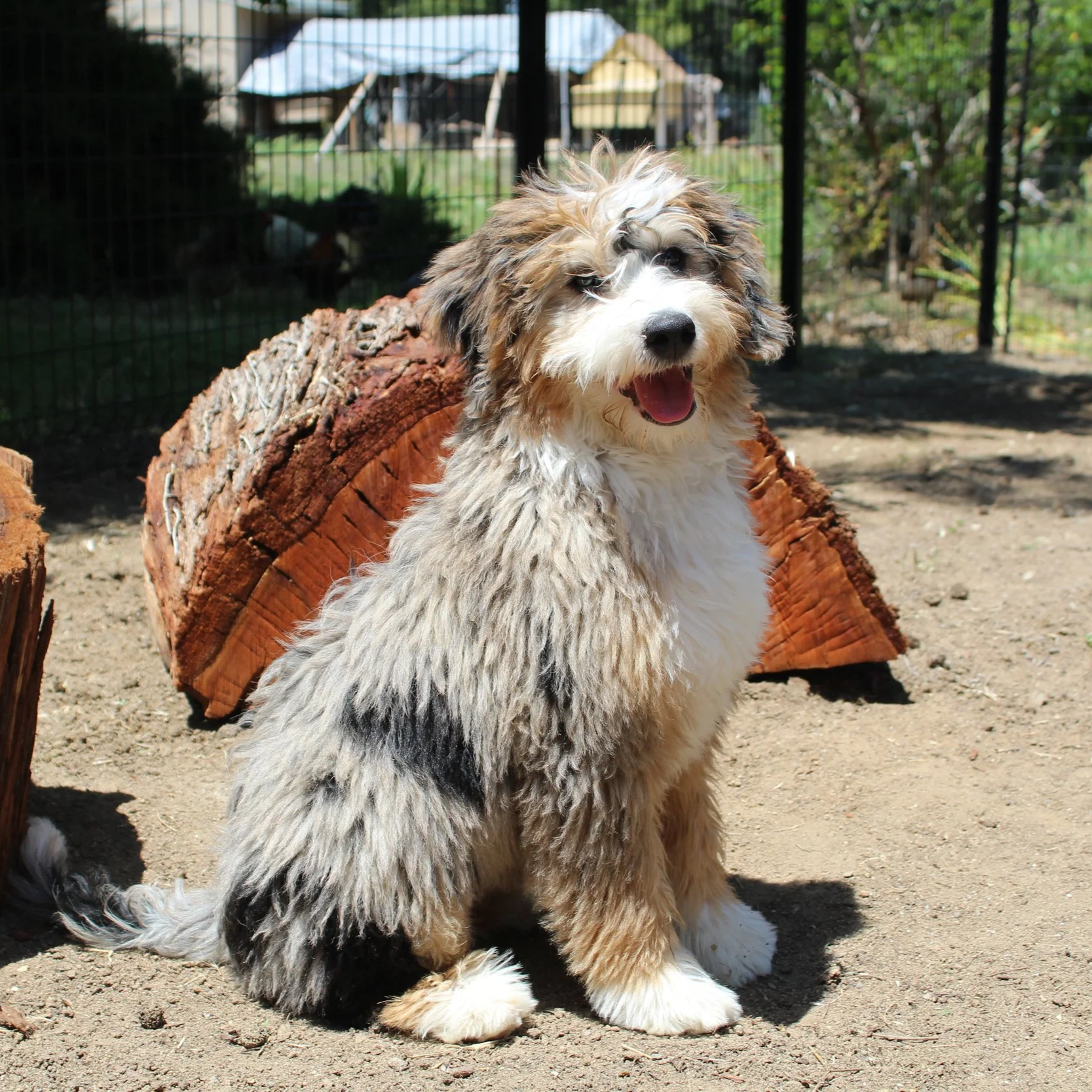Blue Skye Doodles | Bernedoodles & Australian Mountain Doodles | Merle Tri Bernedoodle Puppy posing by a log