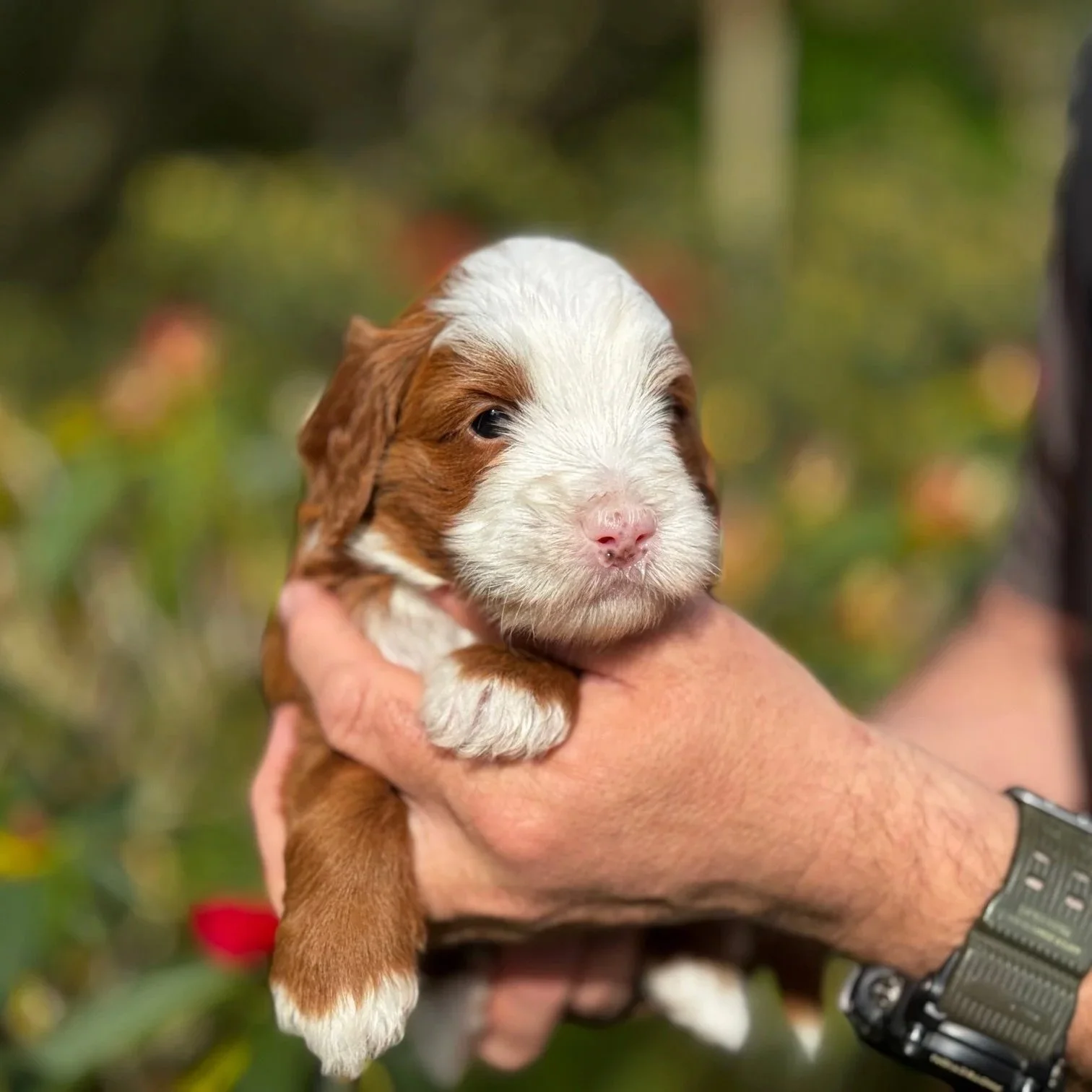 Copper & White doodle puppy