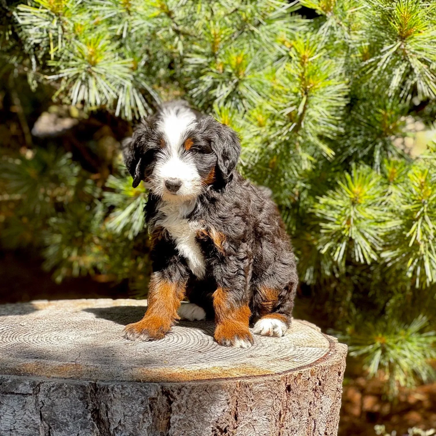 Blue Skye Doodles | Bernedoodles | Australian Mountain Doodles | Aussie Bernedoodles
