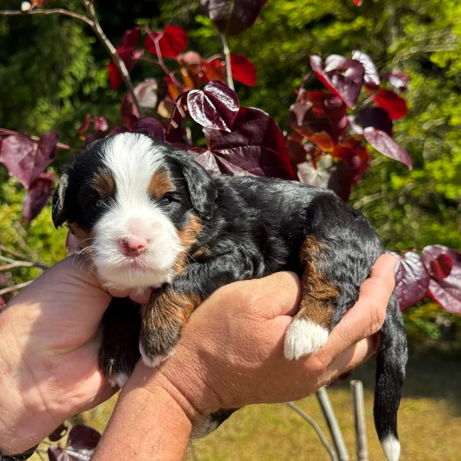 Black tri Aussie bernedoodle