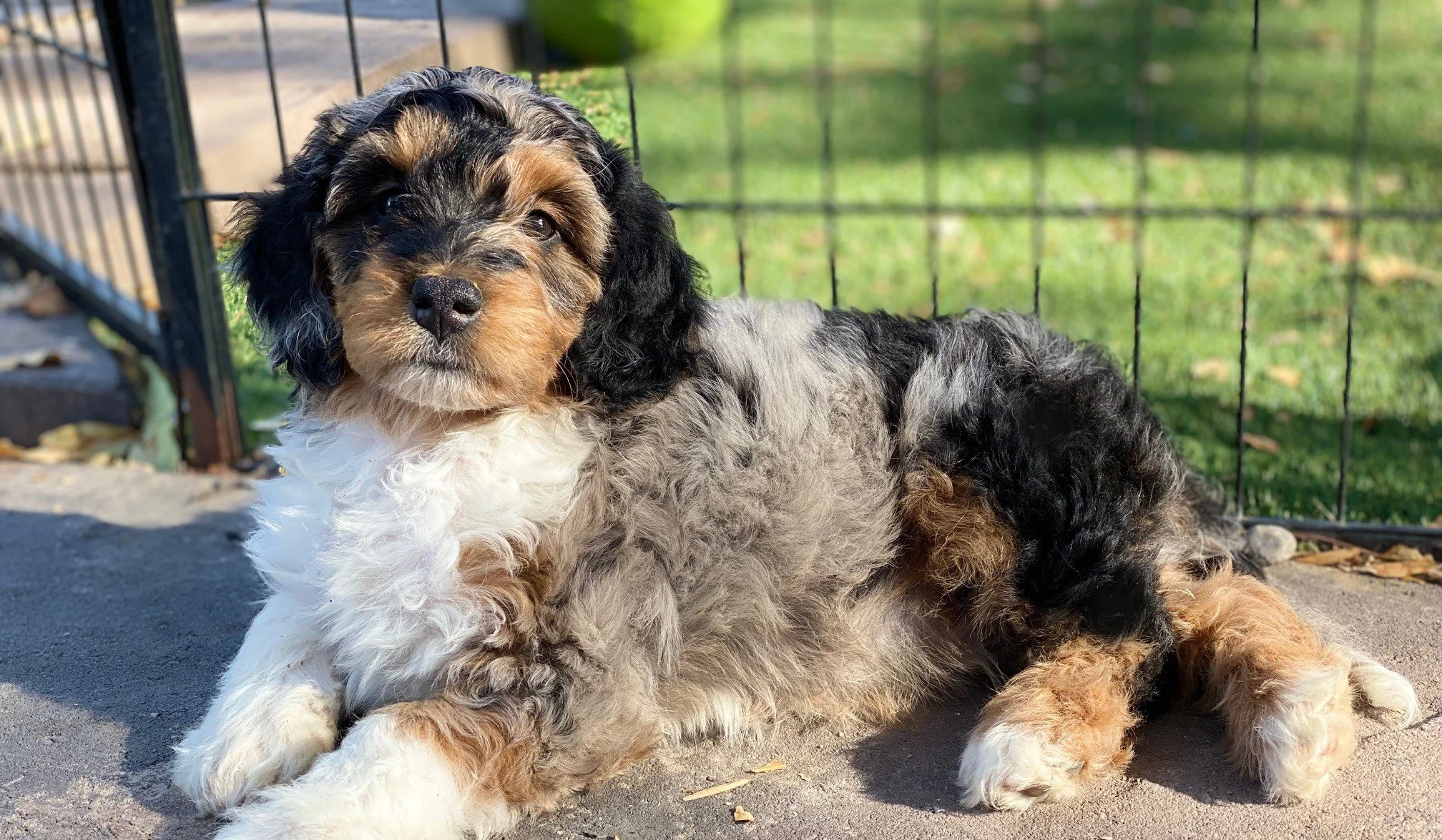 Flashy merle tricolor puppy