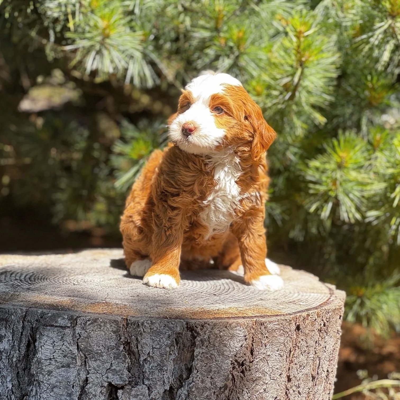 Blue Skye Doodles | Bernedoodles | Aussie Bernedoodles | Australian Mountain Doodles