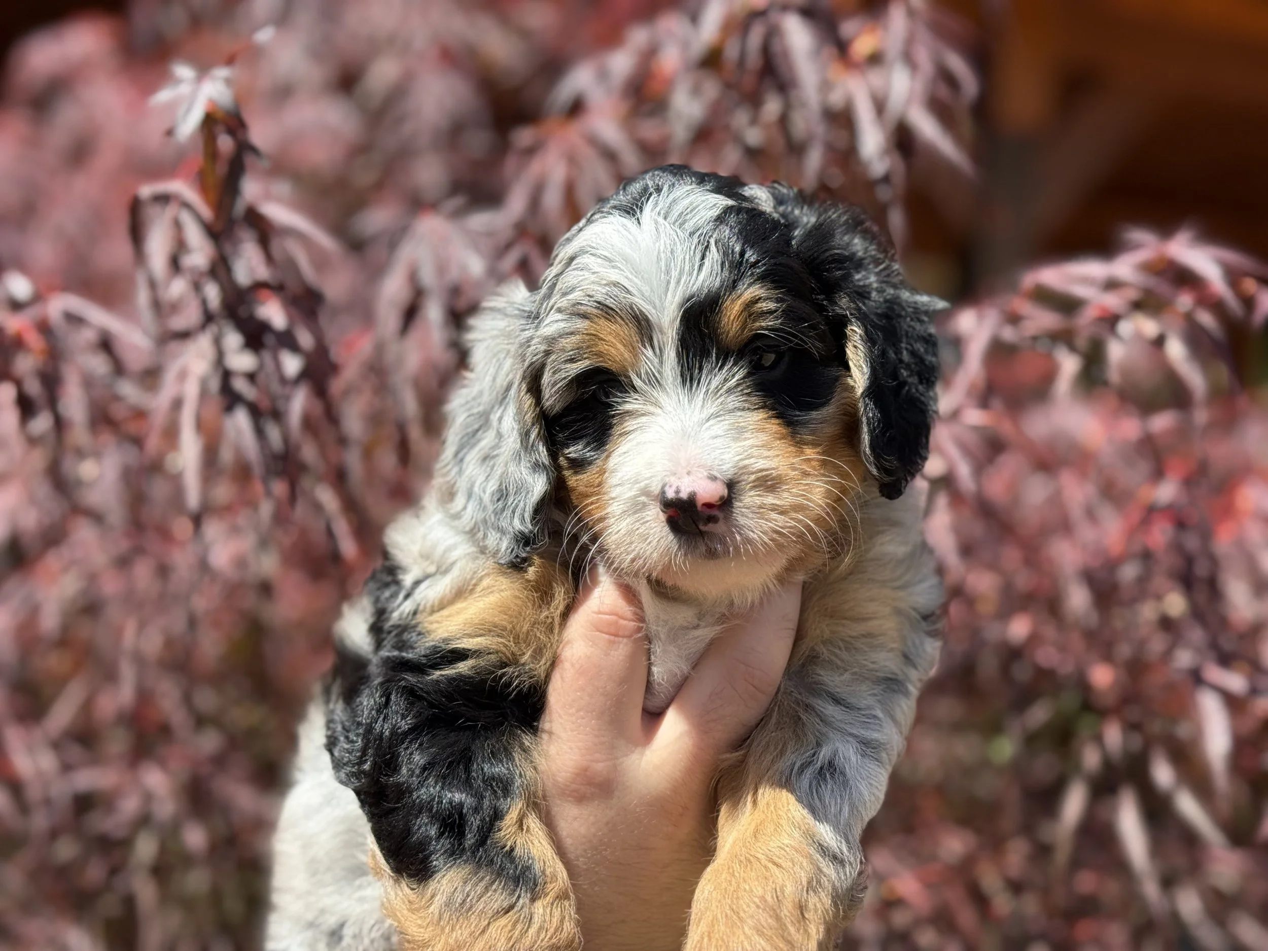 Blue Merle Tricolor Aussie Bernedoodle Puppy