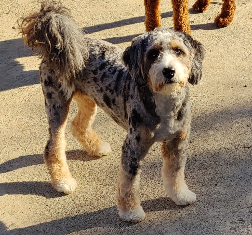 Merle tri puppy