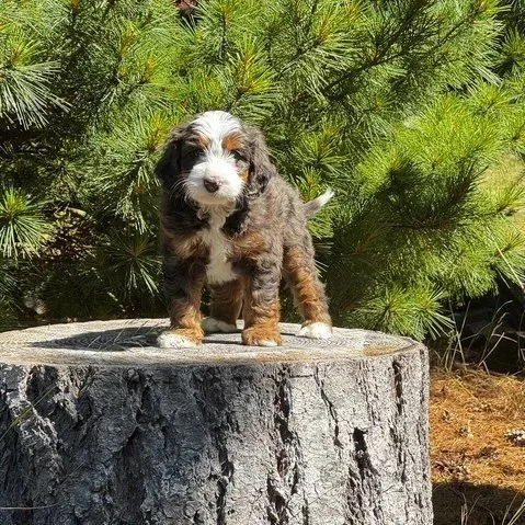 Blue Skye Doodles | Bernedoodles | Australian Mountain Doodles | Aussie Bernedoodles