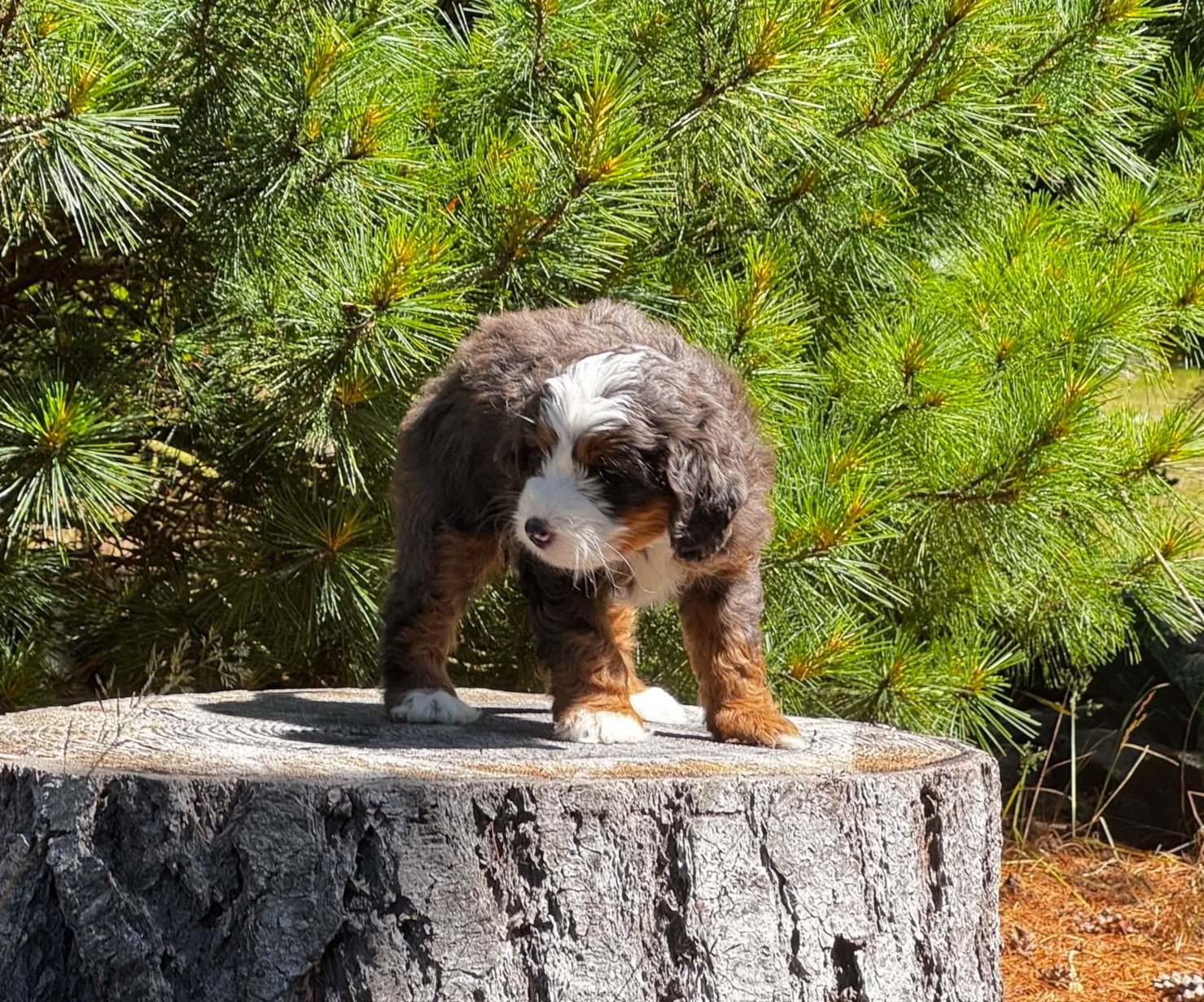 Blue Skye Doodles | Bernedoodles | Australian Mountain Doodles | Aussie Bernedoodles