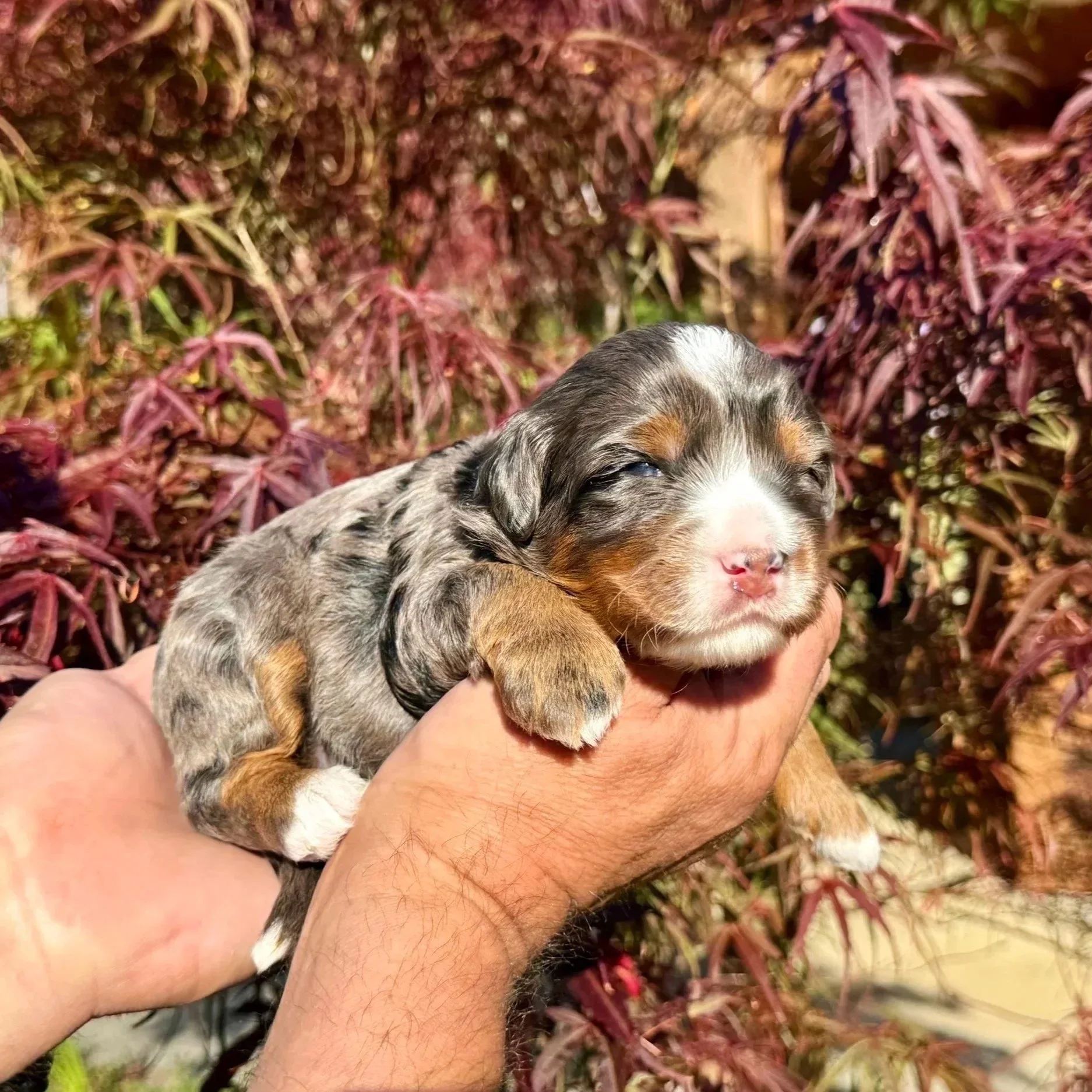 Blue Skye Doodles | Bernedoodles | Australian Mountain Doodles | Aussie Bernedoodles