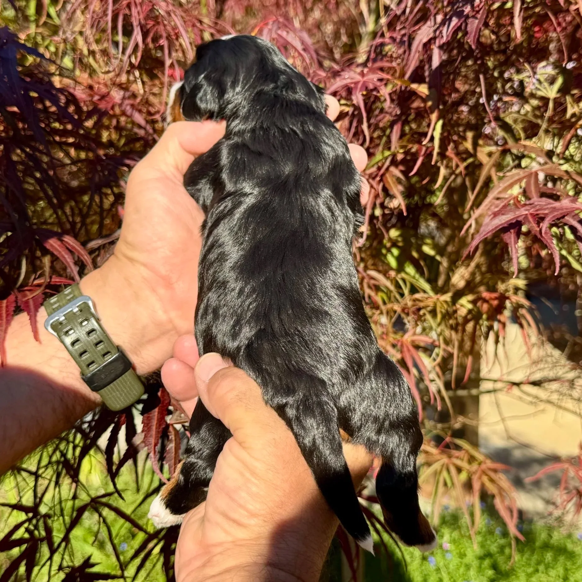 Blue Skye Doodles | Bernedoodles | Australian Mountain Doodles | Aussie Bernedoodles