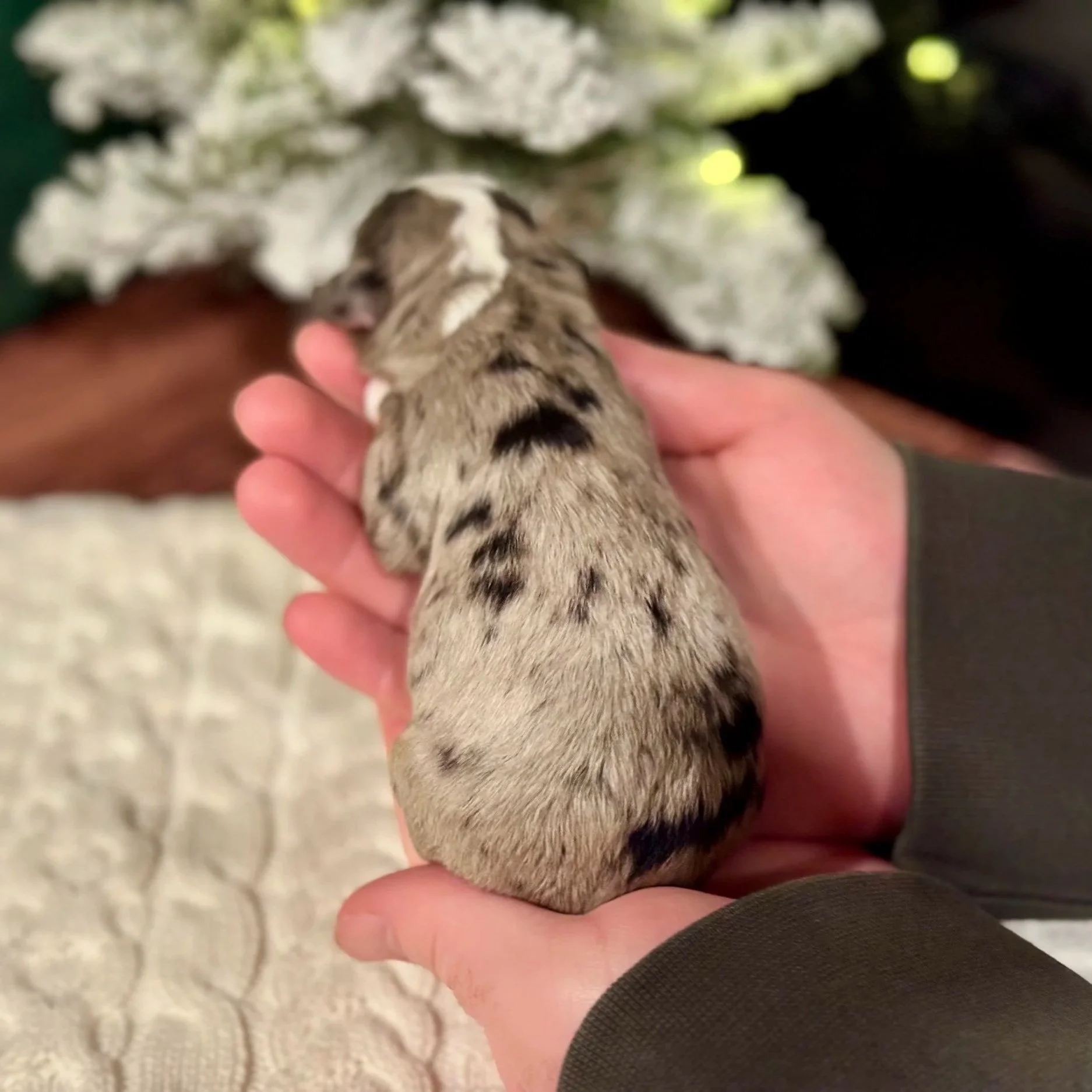 blue merle Australian Mountain doodle puppy with white face and lots of copper