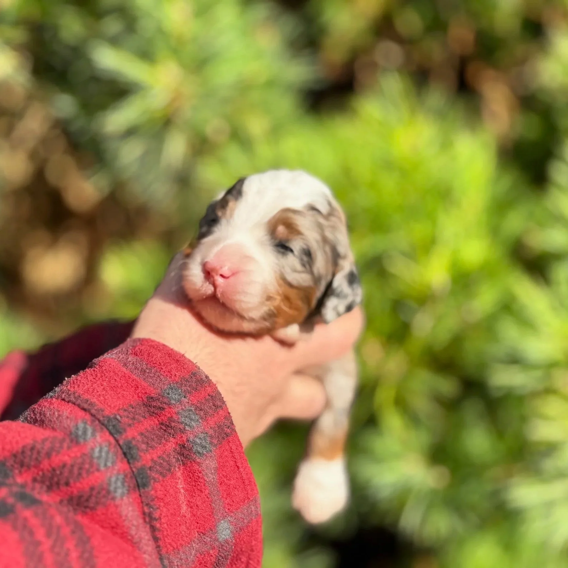 mini merle Aussie Mountain doodle