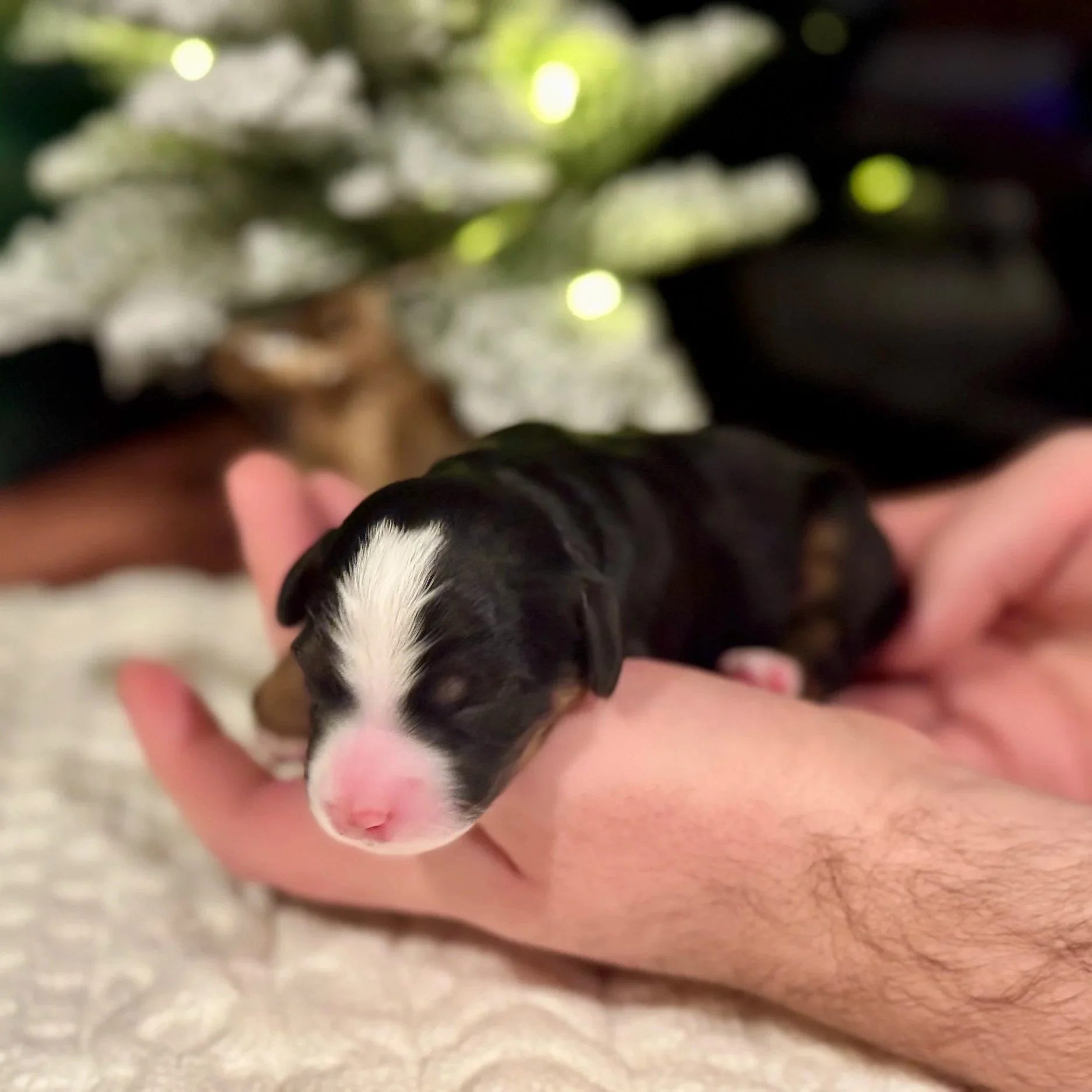black tricolor aussie mountain doodle puppy with a big white blaze
