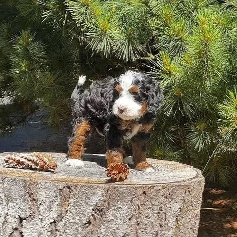 Blue Skye Doodles | Bernedoodles | Aussie Bernedoodles | Australian Mountain Doodles
