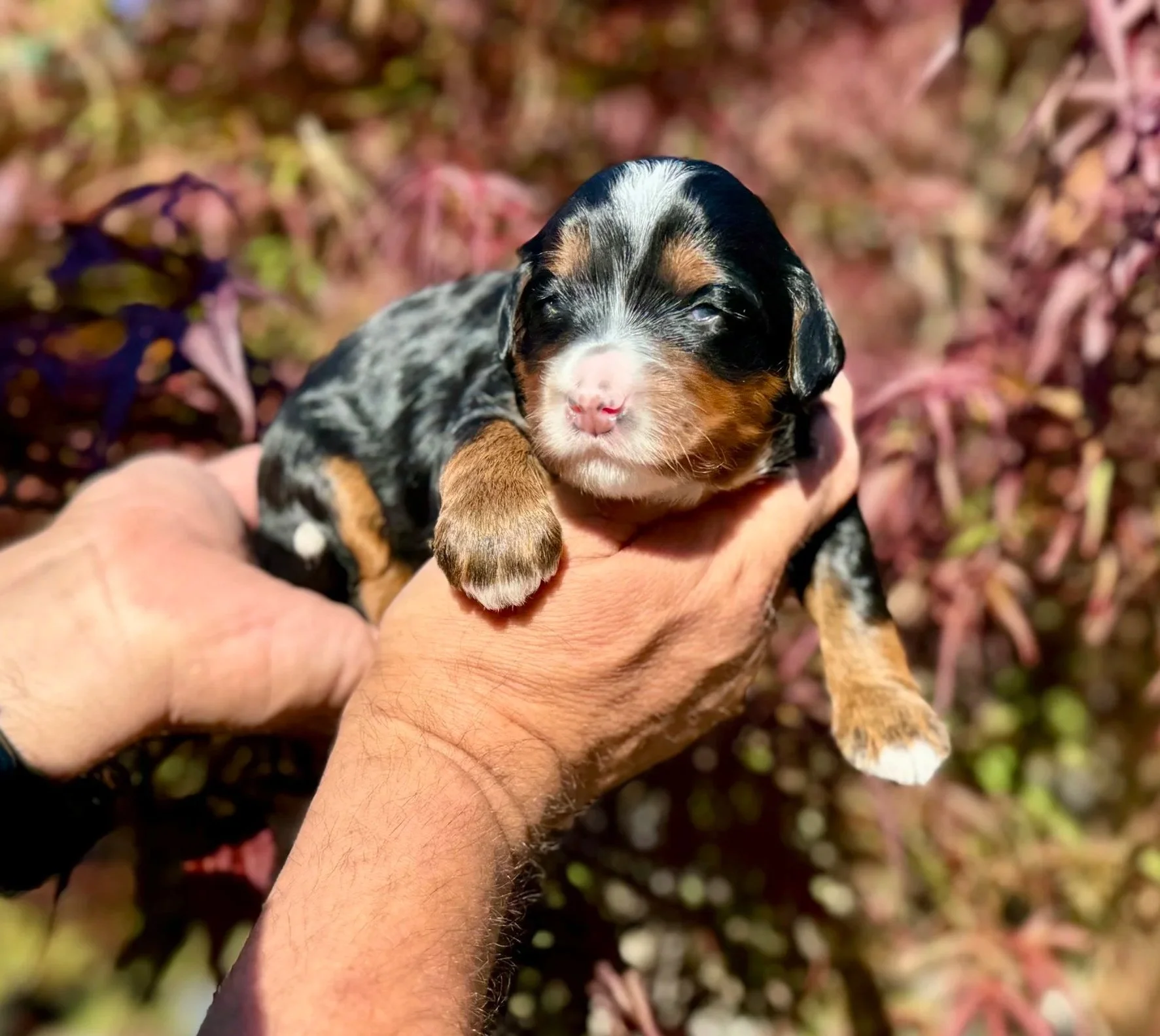 Blue Skye Doodles | Bernedoodles | Australian Mountain Doodles | Aussie Bernedoodles